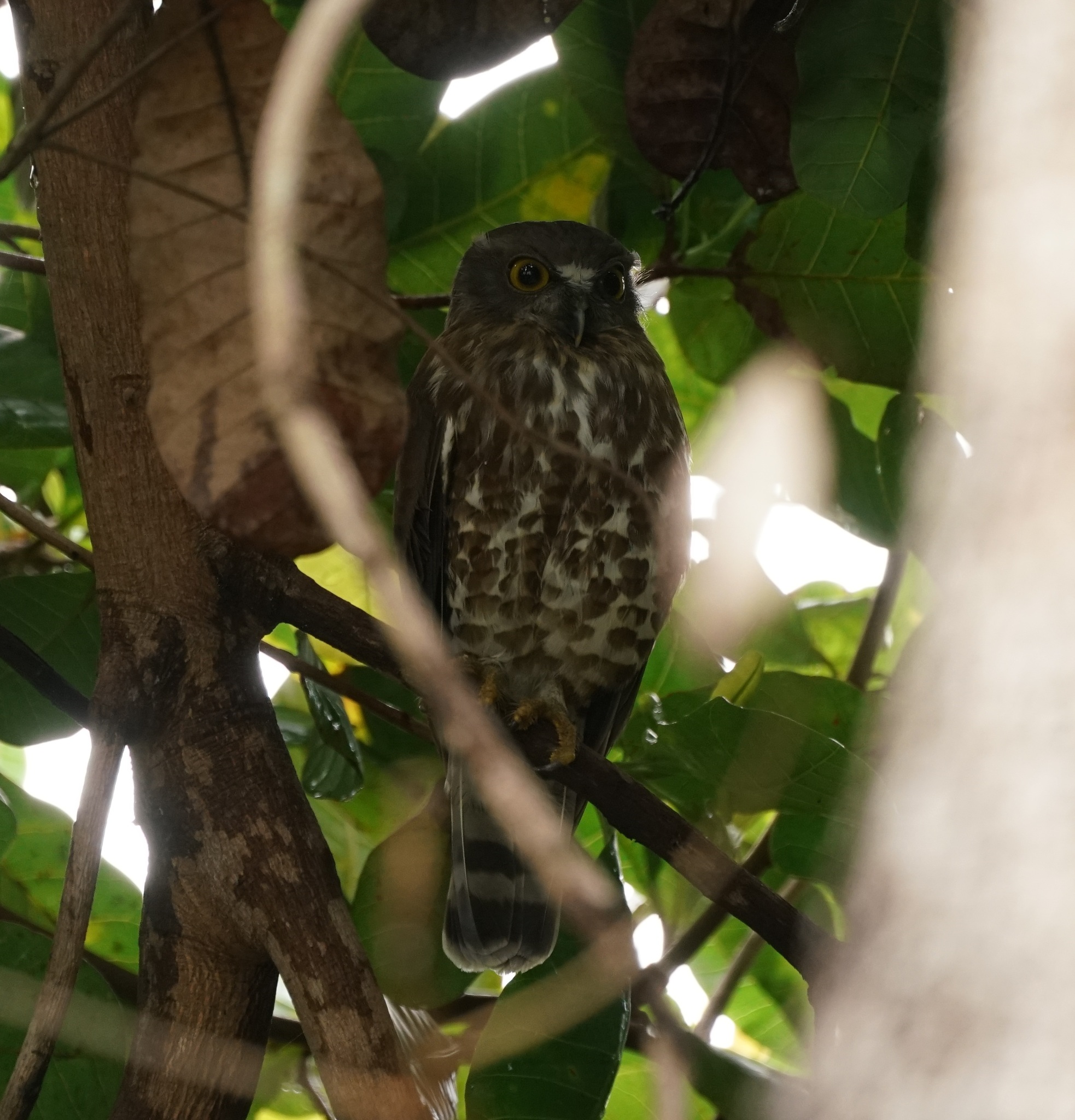 Brown Boobook (Ninox scutulata), photo 3