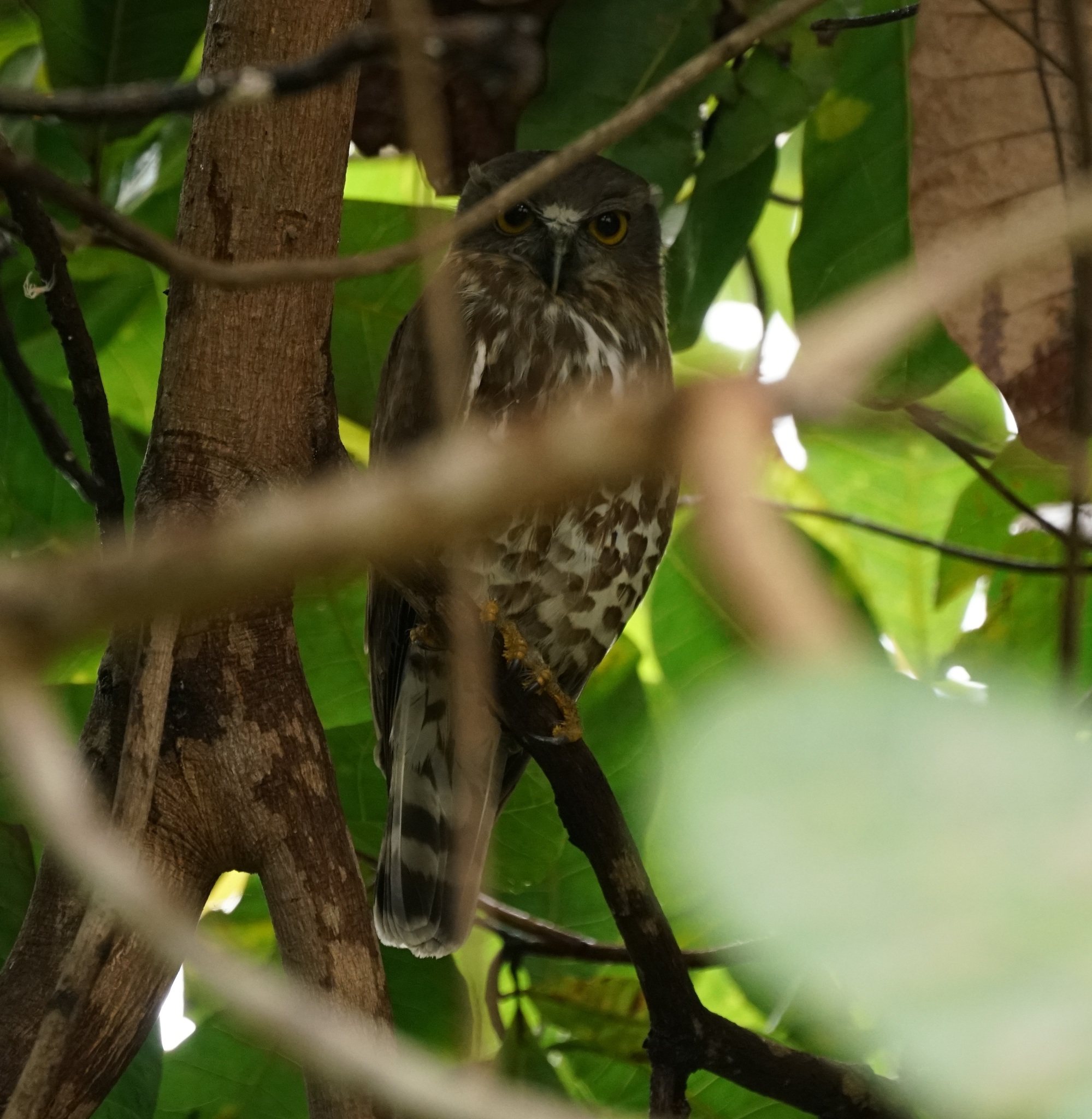 Brown Boobook (Ninox scutulata), photo 4