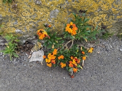 Erysimum × cheiri