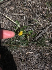 Coccinella monticola