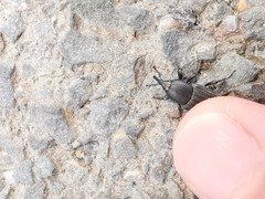 Sphenophorus striatopunctatus