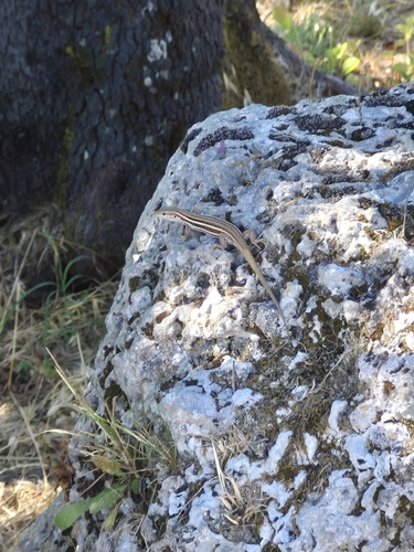 Peloponnese Wall Lizard