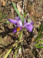 Iris verna