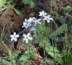 Leptosiphon androsaceus