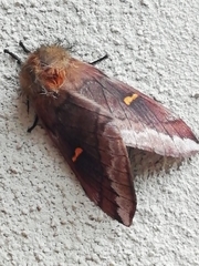 Ormiscodes amphimone