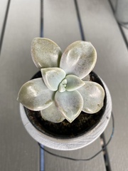 Pachyphytum
