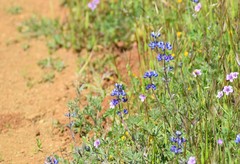 Lupinus bicolor microphyllus