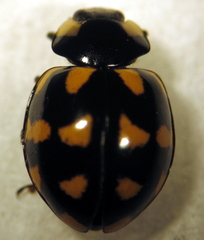 Coccinella leonina