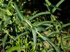 Penstemon × parishii