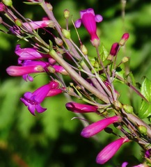 Penstemon × parishii