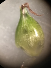 Carex gravida lunelliana
