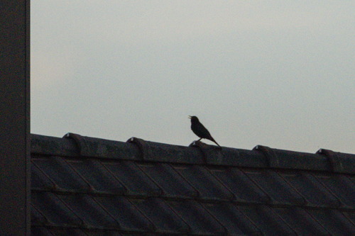 Amsel