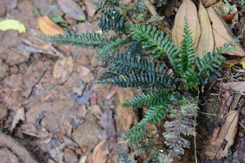 Cephalomanes javanicum iNat (2)