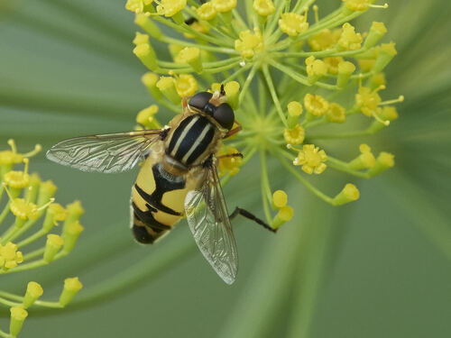 Trivittate Marsh Fly