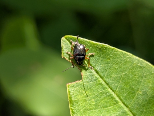 Basilepta fulvipes