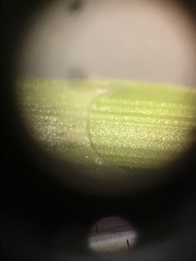 Carex gravida lunelliana