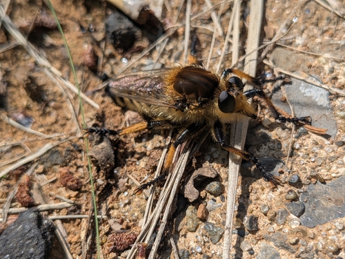 Promachus yesonicus