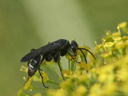 Dicyrtomellus tingitanus