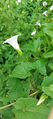 hedge bindweed