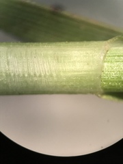 Carex gravida lunelliana