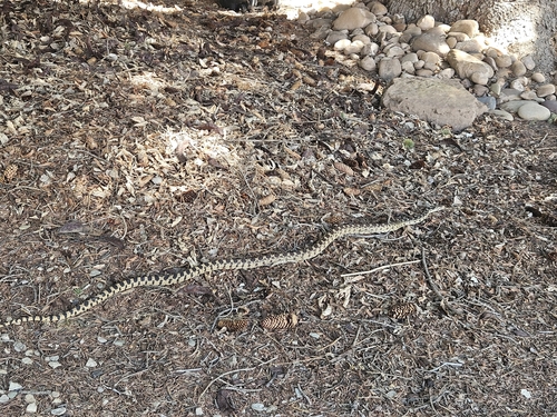 Great Basin Gopher Snake