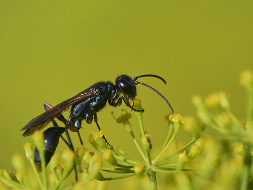 Chalybion femoratum