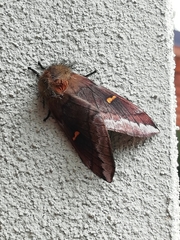 Ormiscodes amphimone