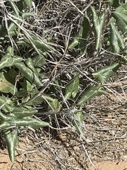 Epixiphium wislizeni
