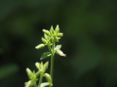 Cerastium glomeratum