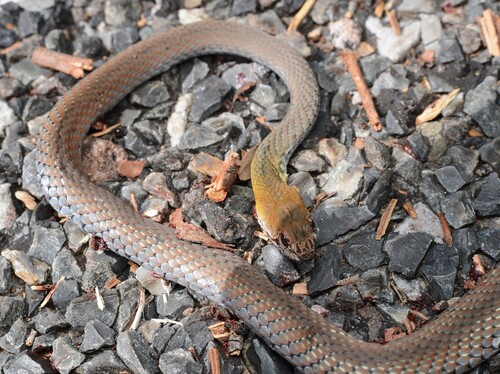 Photo of a Olive Whipsnake (Demansia olivacea)