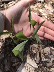 Polygonatum pubescens
