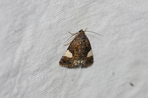 Four-spotted Moth