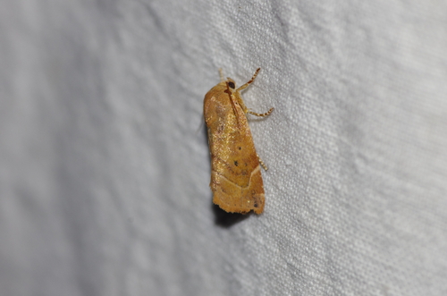 Lesser-spotted Pinion