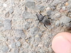 Sphenophorus striatopunctatus