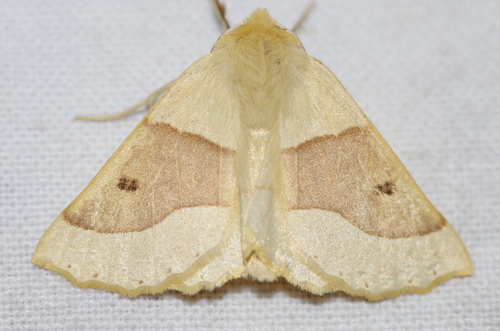 Scalloped Oak