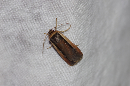 Radford's Flame Shoulder Moth