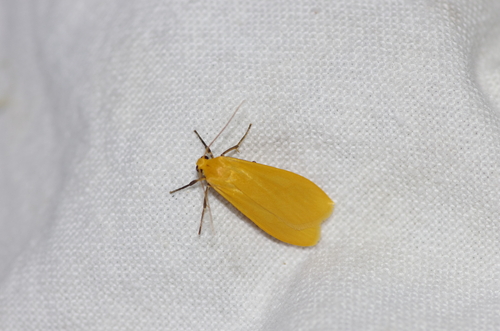 Orange Footman