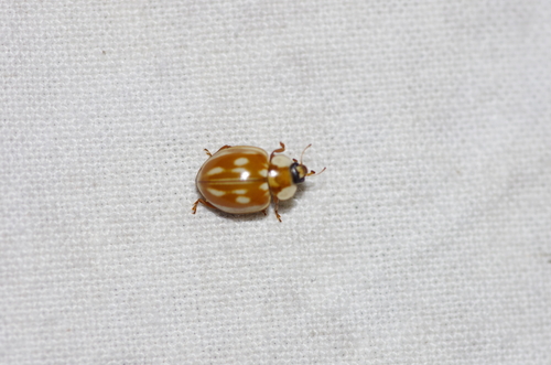 Striped Ladybird
