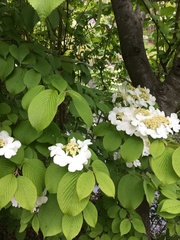 Viburnum plicatum