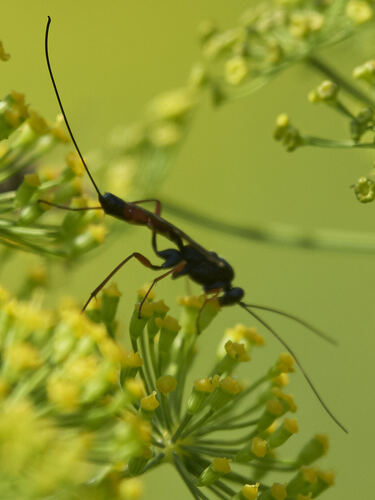 Aritranis longicauda