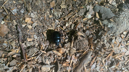 Woodland Dor Beetle
