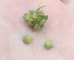 Atriplex amnicola