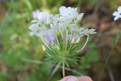 Leptosiphon androsaceus