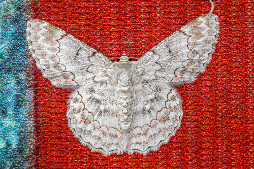 White Looper Moth