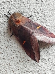 Ormiscodes amphimone