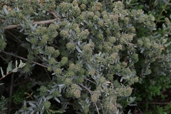 Atriplex amnicola