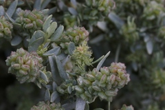 Atriplex amnicola