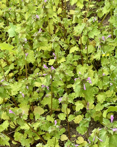 Lamium hybridum, photograph 5