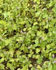author not stated, no rights reserved Lamium hybridum, photograph author not stated, no rights reserved