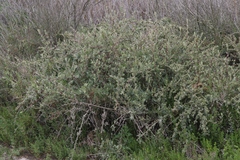 Atriplex amnicola
